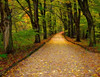 SmugMug > popular all-time > 10/20/06

Follow the Yellow Brick Road.