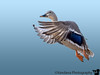 SmugMug > popular all-time > Jan 28, 2007 - Mallard in flight

the closest I have gotten, quite excited..I have a few more to process from yesterday but smug was down I thought..