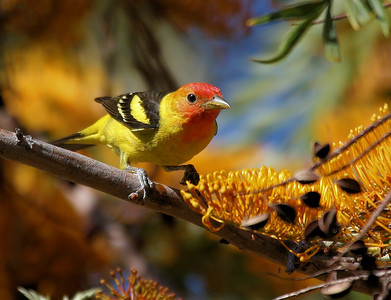  > A Western Tanager taken in a Silky Oak tree on Catalina Island in the spring of 2007.