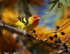 SmugMug > popular all-time > A Western Tanager taken in a Silky Oak tree on Catalina Island in the spring of 2007.