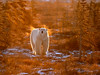 SmugMug > popular all-time > POLAR BEAR IN MORNING SUN AND FOG.

This curious polar bear showed up one morning near Dymond Lake Lodge where I was staying at not far from Churchill, Manitoba, Canada. The combination of early sun and frost in the air took my breath away.