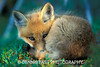 SmugMug > popular all-time > SLEEPY YOUNG RED FOX KIT.

A wary young red fox begins to nap outside its boreal den near Churchill, Manitoba, Canada