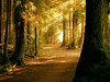 SmugMug > popular all-time > Forest Sun