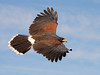 SmugMug > popular all-time > A Harris Hawk in Flight - Arizona Desert 2008