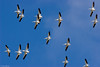 SmugMug > all-time keyword > bird > Project 366 photo