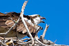 SmugMug > all-time keyword > bird > Project 366 photo