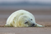SmugMug > popular all-time > Grey Seal Pup