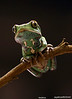 SmugMug > popular all-time > Little green tree frog, looks like its staring right at me. sacramento reptile expo and show 2006